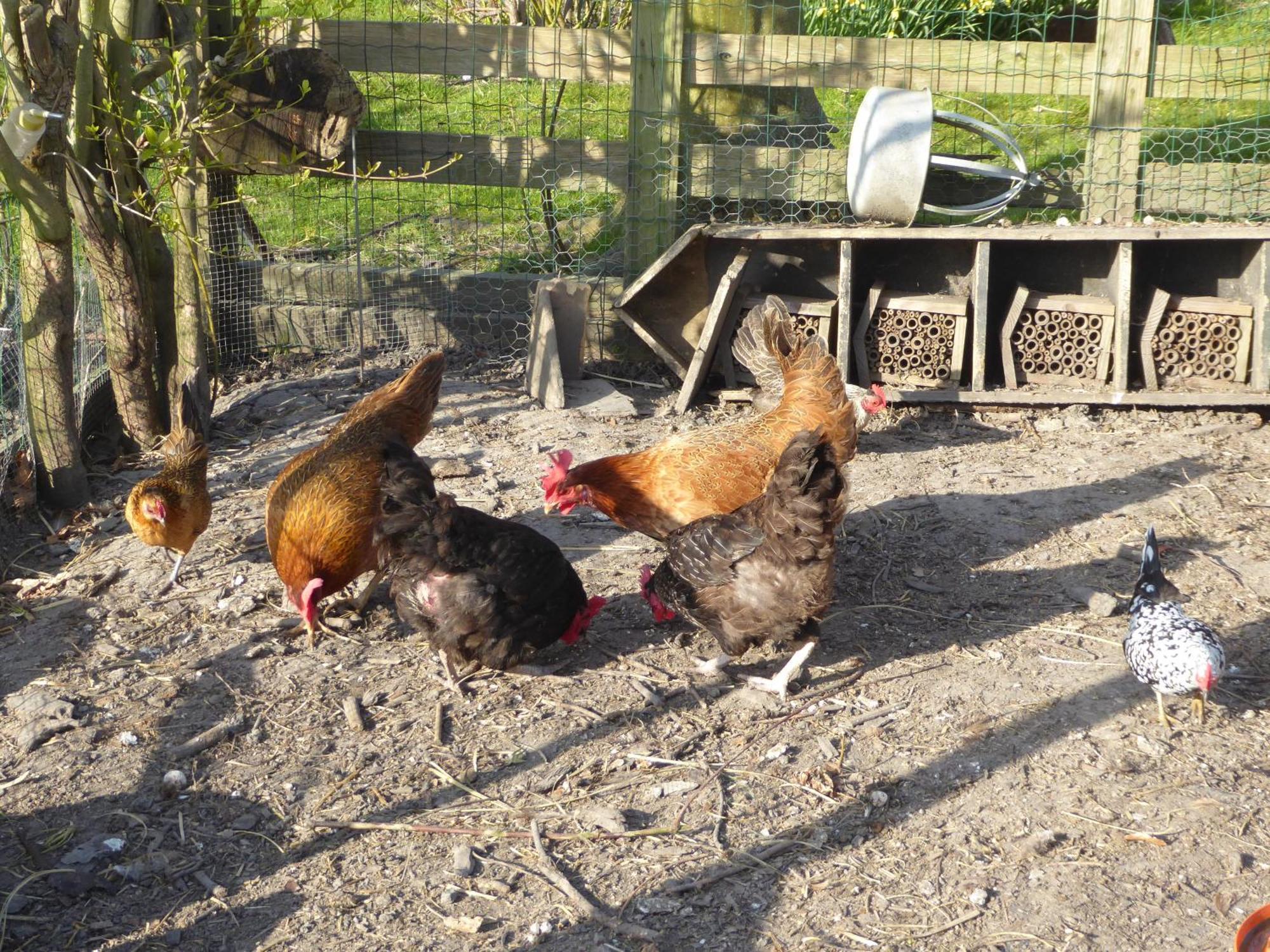 Bed & Breakfast Beemster Oase Middenbeemster